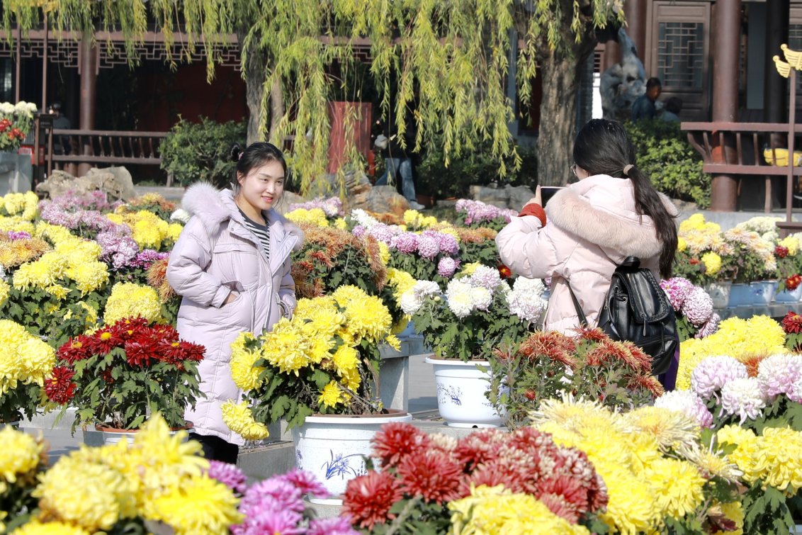 11月20日， 开封阳光明媚，温润暖冬，市民与游客的赏菊热情丝毫不减。 开封+记者 姜菡 摄

