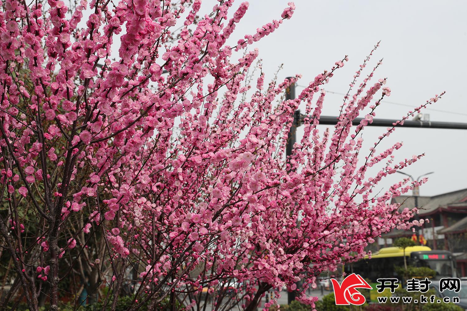 春风和煦，我市处处花团锦簇，姹紫嫣红，一派春意盎然的景象。全媒体记者 李克君3月31日摄