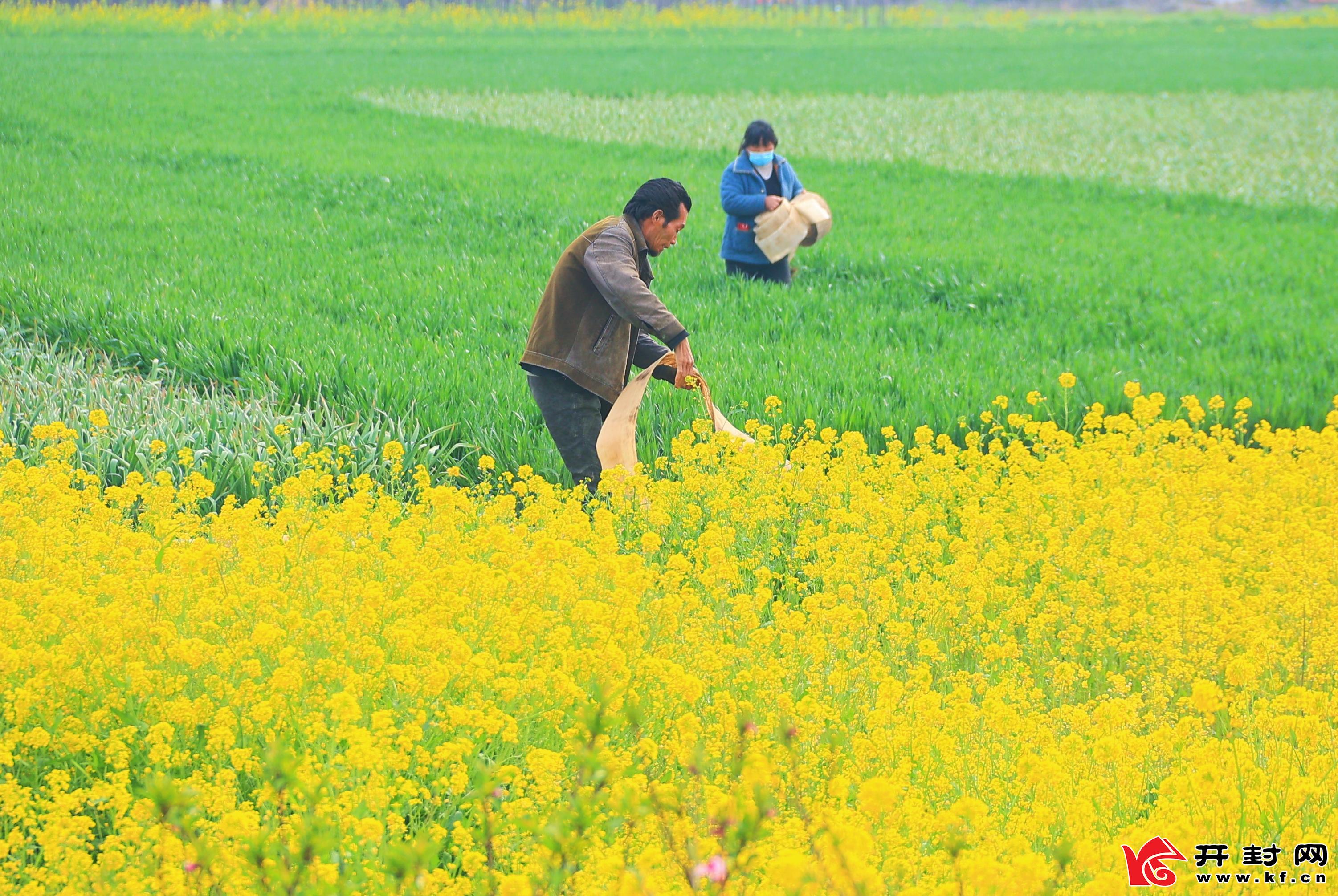 3月31日，在水稻乡南北堤社区，人们在小麦地里忙碌。全媒体见习记者 李浩 摄