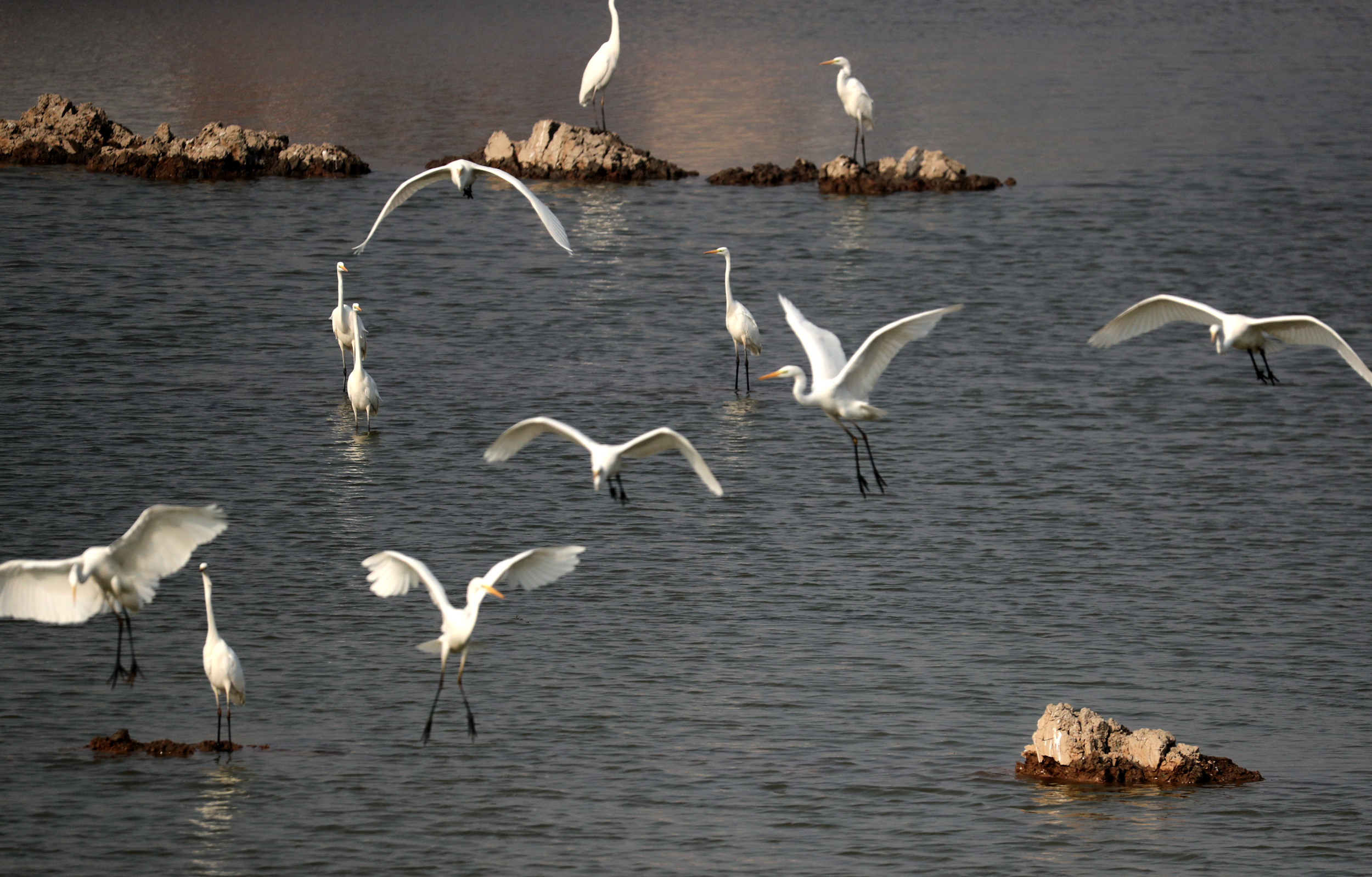 12月11日，在包公湖众多摄影爱好者架起长枪短炮拍摄湖面翩翩飞舞的苍鹭鸟。入冬以来这里飞来了许多候鸟，成了开封冬日美丽一景。全媒体记者 赵文建 摄