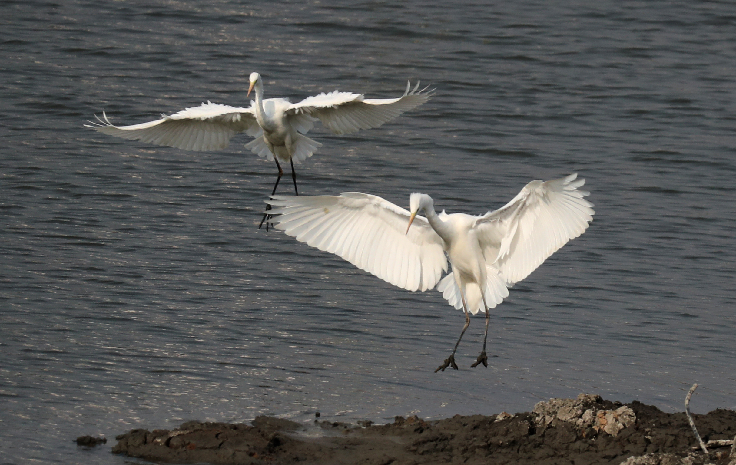 12月11日，在包公湖众多摄影爱好者架起长枪短炮拍摄湖面翩翩飞舞的苍鹭鸟。入冬以来这里飞来了许多候鸟，成了开封冬日美丽一景。全媒体记者 赵文建 摄
