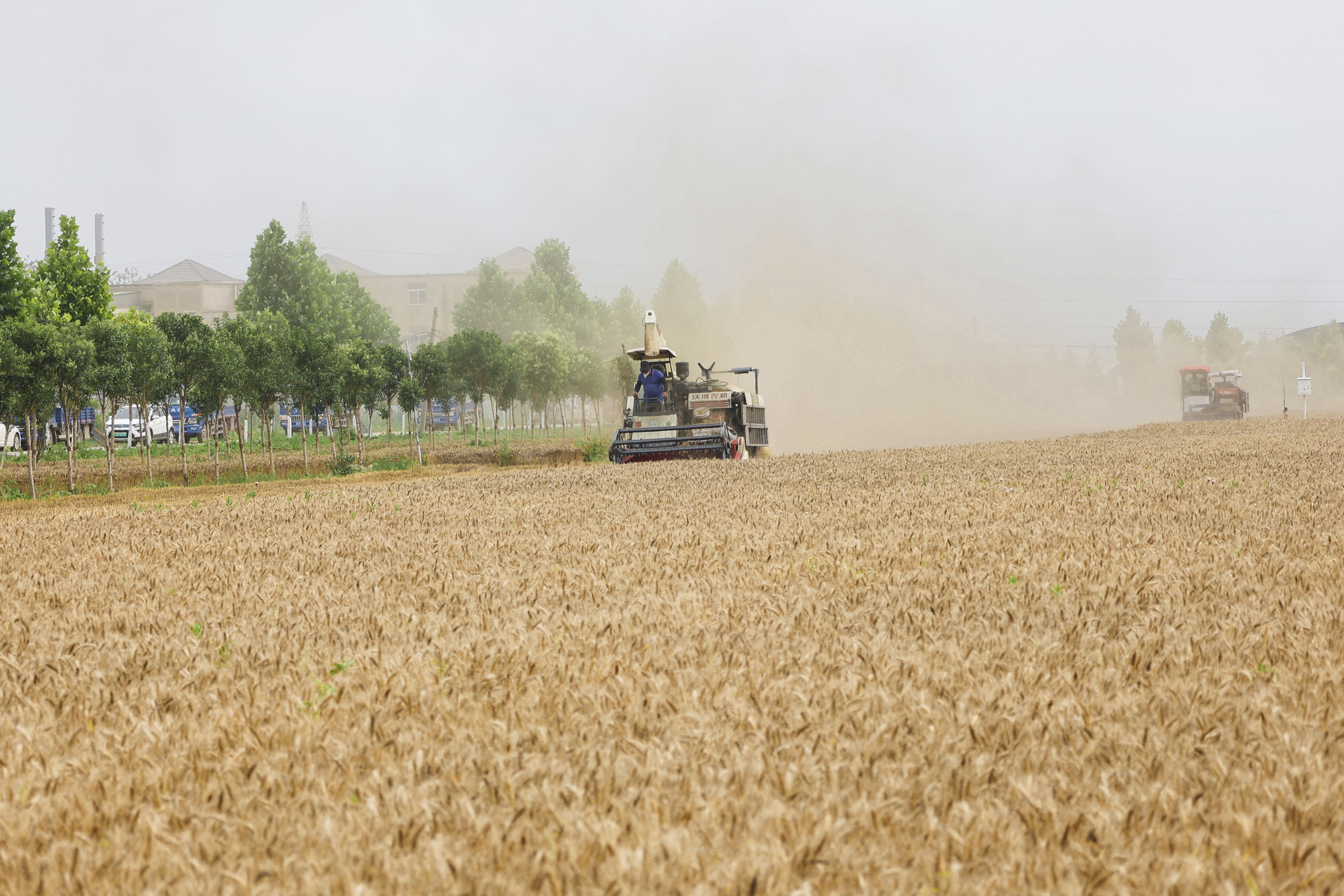 6月5日，杞县五里河镇东陶陵岗村村民利用收割机收割小麦。 开封+记者 袁洋 摄