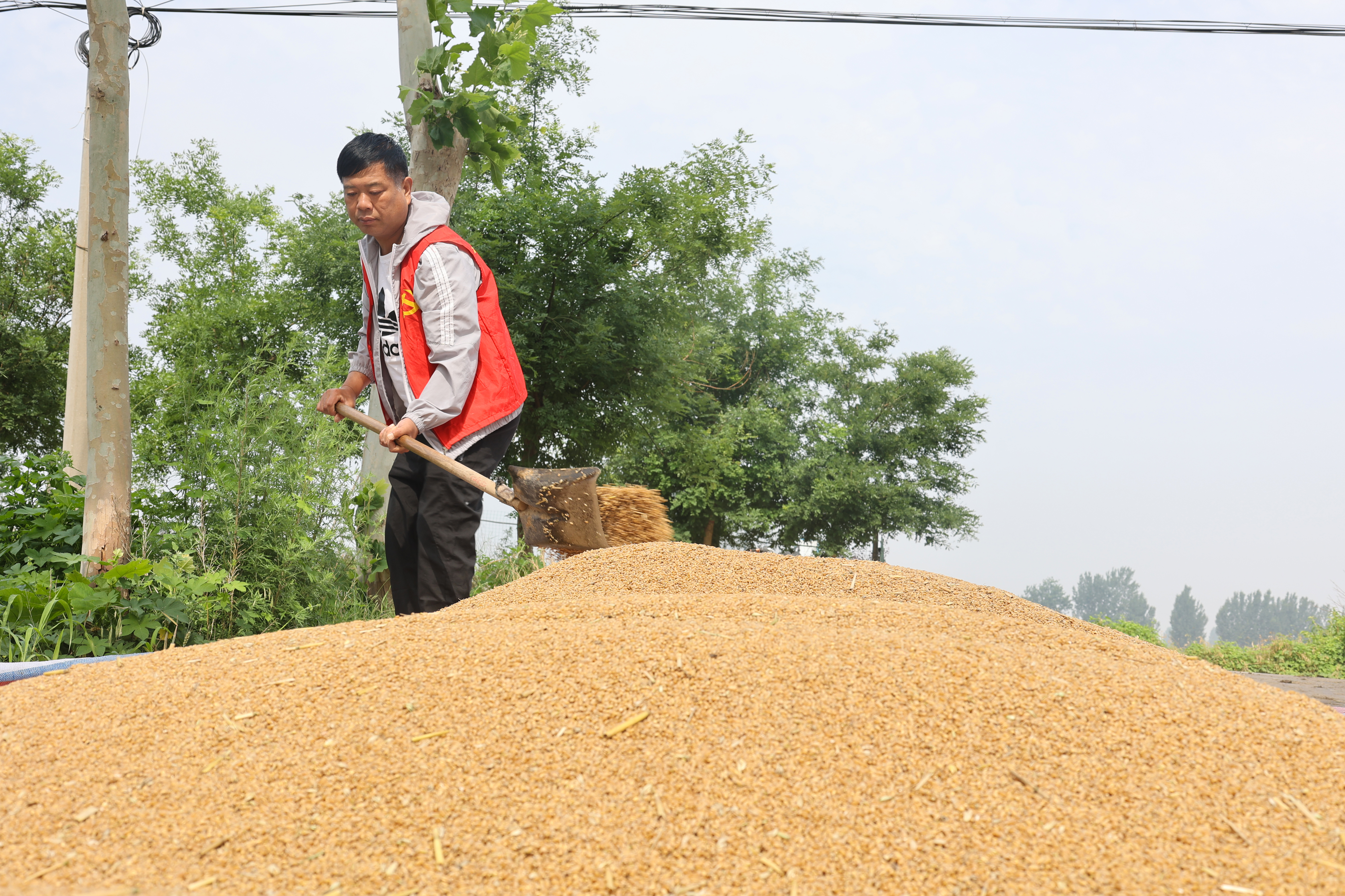 6月5日，城乡一体化示范区水稻乡党员先锋队队员卢连军帮助农民晾晒小麦。开封+记者 石斐 摄