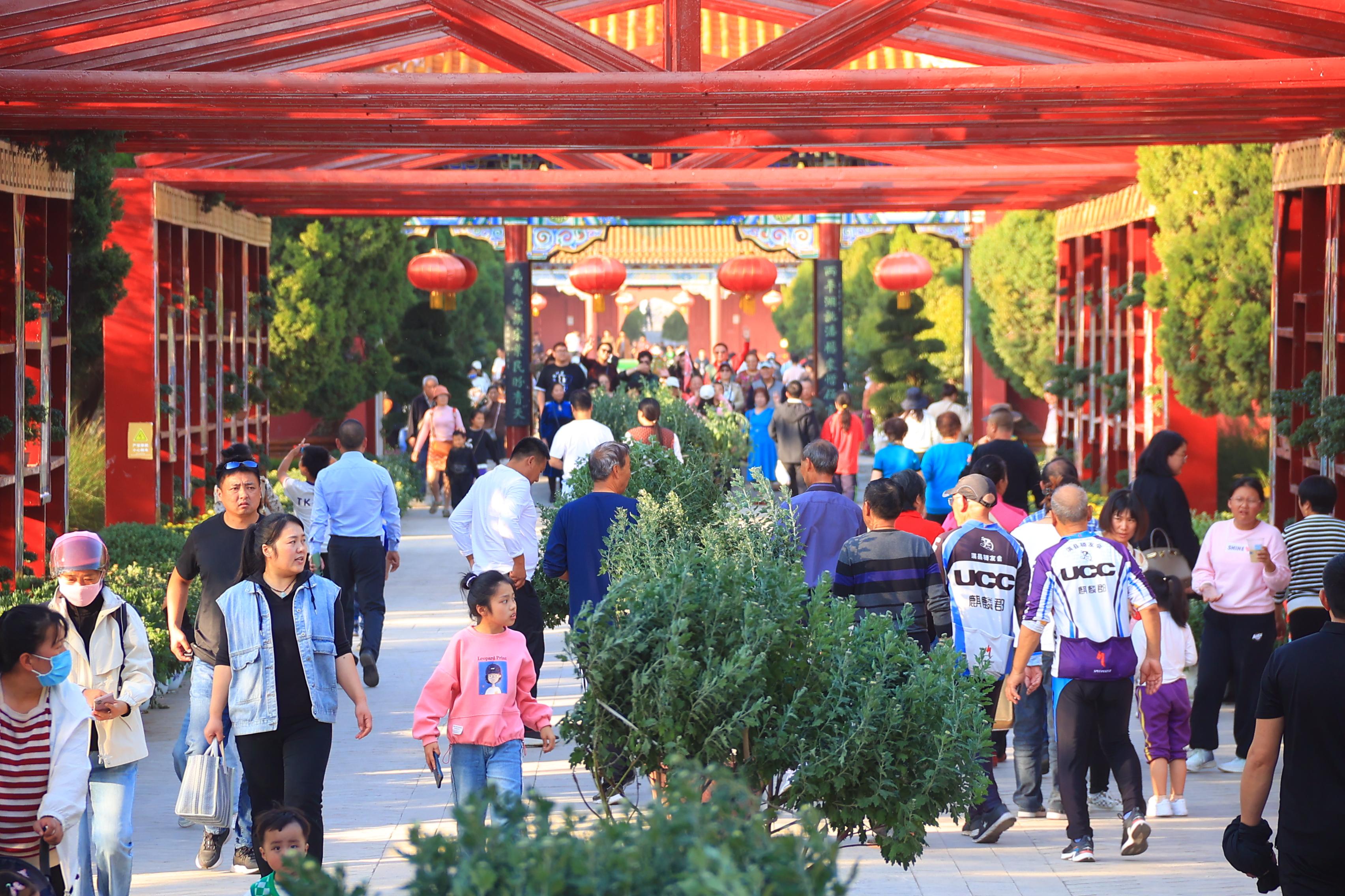 随着中国开封第41届菊花文化节逐渐临近，我市各景区精心布展，喜迎四海宾朋。开封+记者李浩10月15日摄