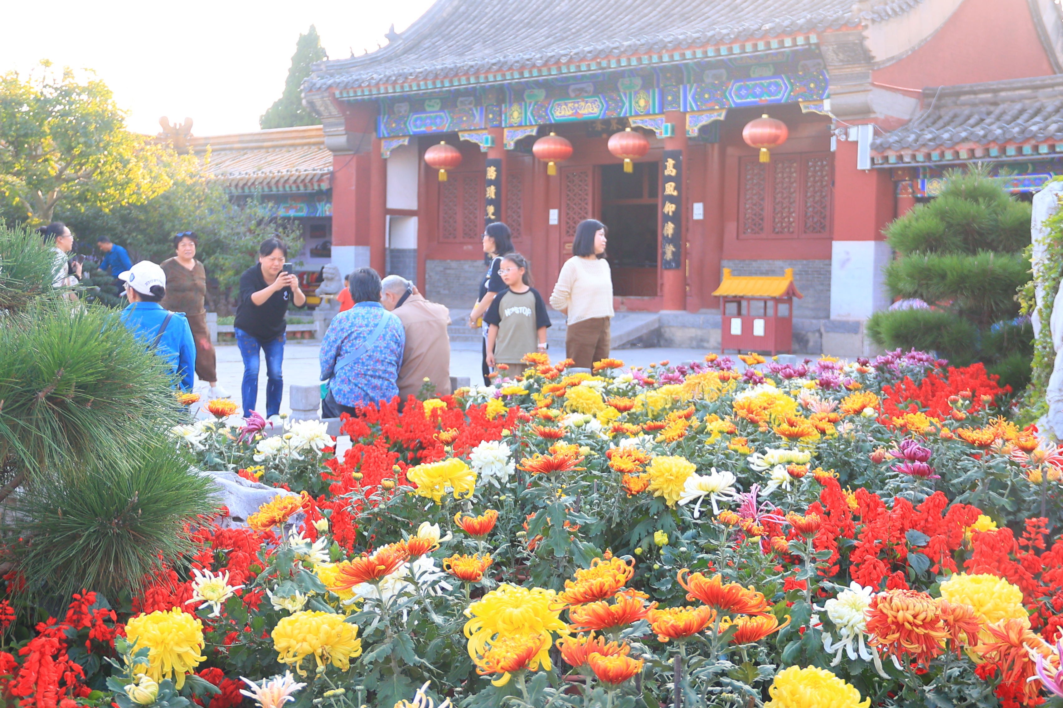 随着中国开封第41届菊花文化节逐渐临近，我市各景区精心布展，喜迎四海宾朋。开封+记者李浩10月15日摄