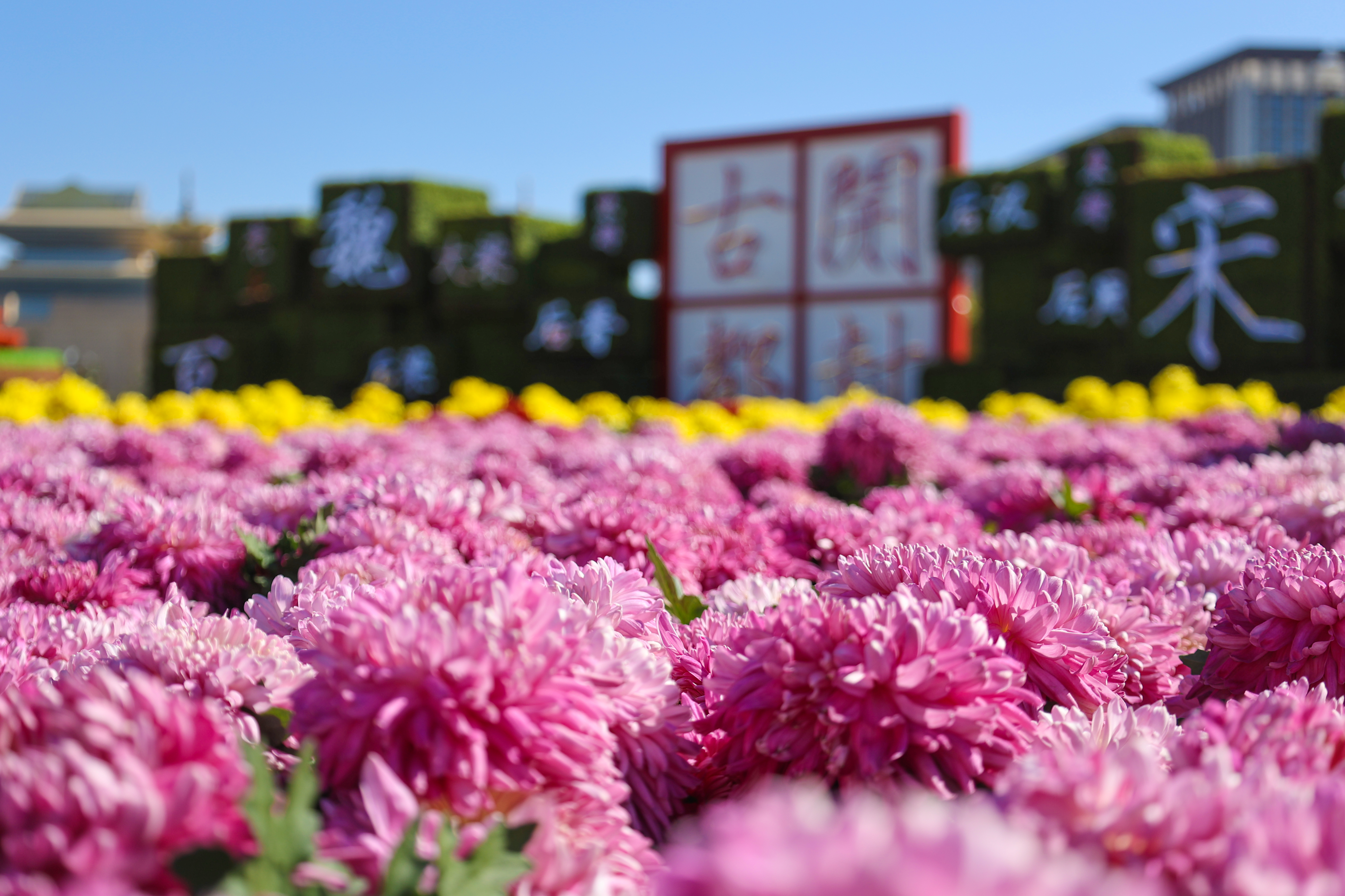 11月6日，古城天气晴朗，市民广场上朵朵菊花绽放，市民、游客前来欣赏菊花傲立之姿,或俯首静观花海绚烂，或与菊花合影，定格下美好的秋日风光。开封+记者 石斐 摄