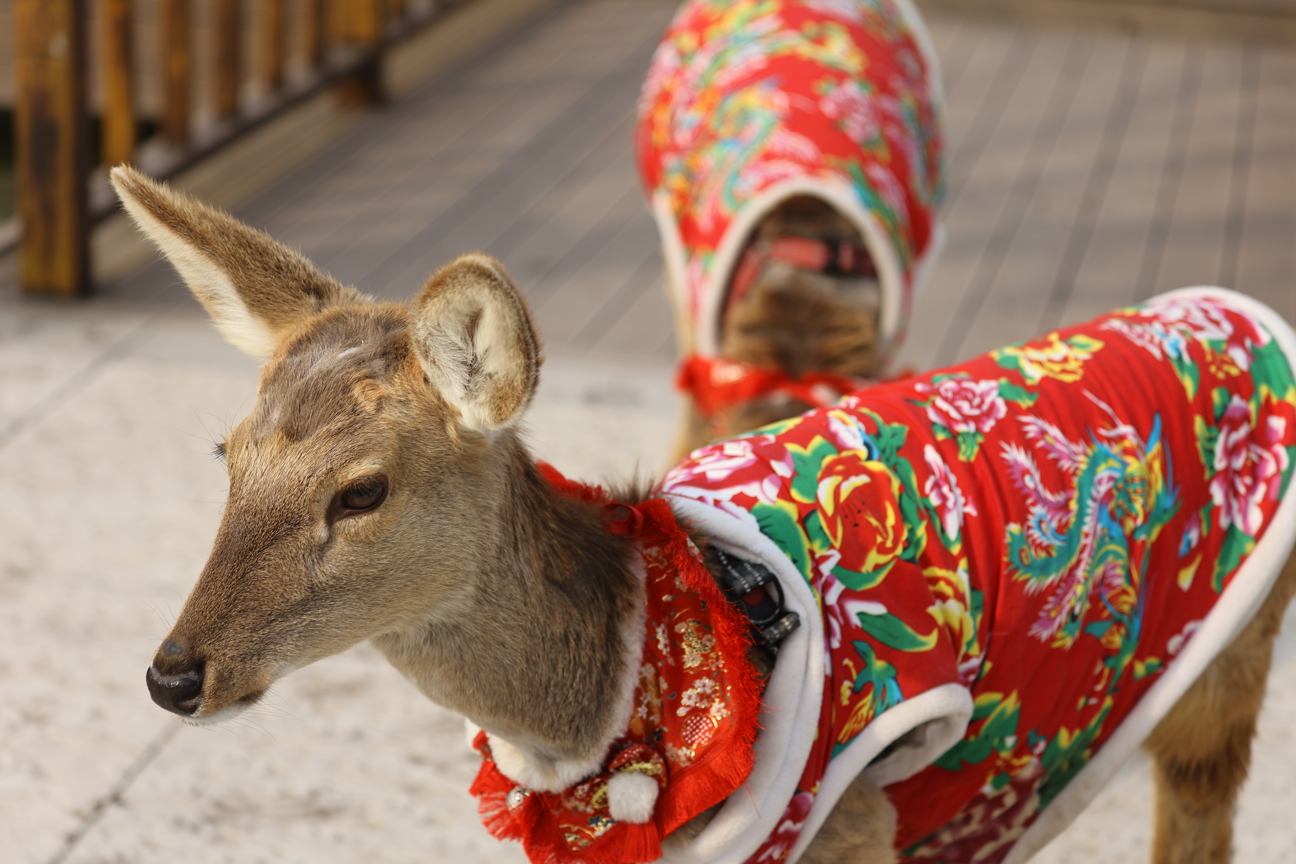 铁塔公园里，小鹿成了新晋“网红萌宠”，吸引游客。全媒体记者袁洋2月26日摄