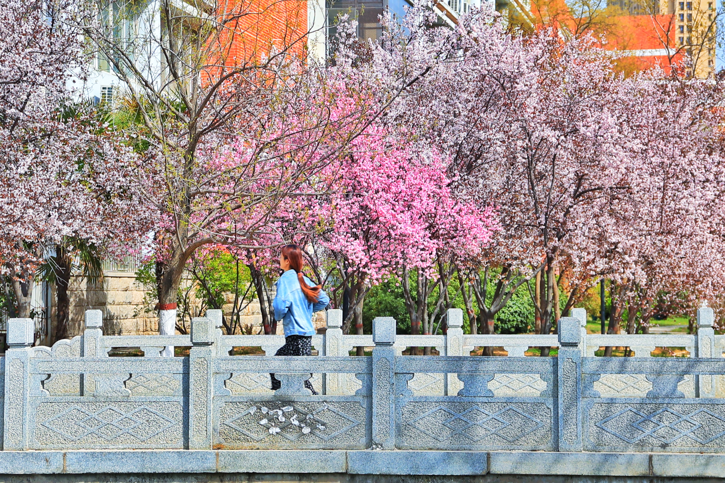 随着春季到来，河南大学金明校区“满园春色”，不同的花卉竞相绽放，让人目不暇接。全媒体记者李浩3月22日摄