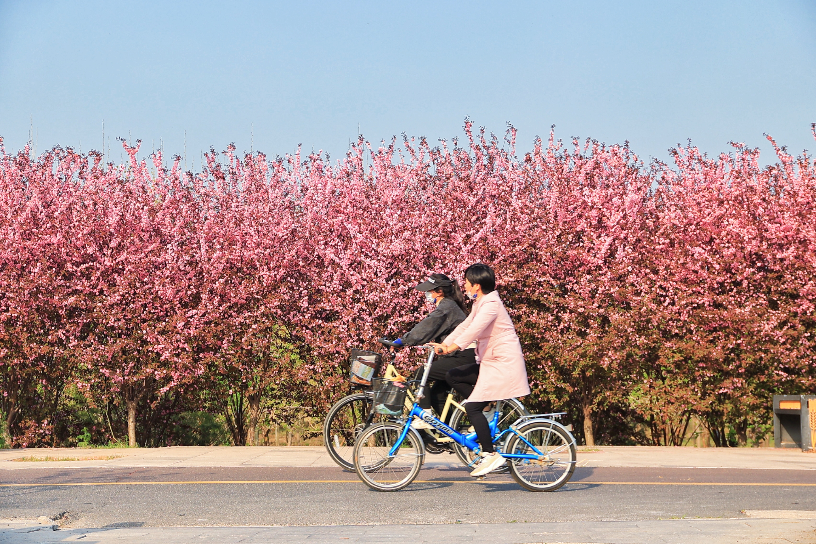 4月8日，阳光明媚，微风徐徐。众多市民到沿黄生态廊道骑行，赏花赏景，享受春光。全媒体记者 李浩 摄