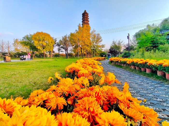 10月15日,开封景区里的菊花怒放,各种颜色的菊花交织,相互衬托,美不胜收。全媒体记者 李浩 摄