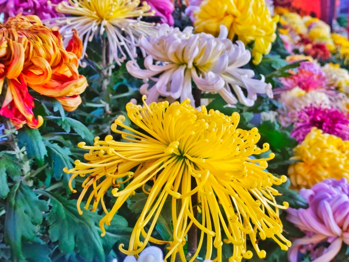 10月14日,天气晴朗,气温回升,菊花竞相开放,景区里各种品类的菊花吸引了众多游客游玩赏菊。全媒体记者 李浩 摄