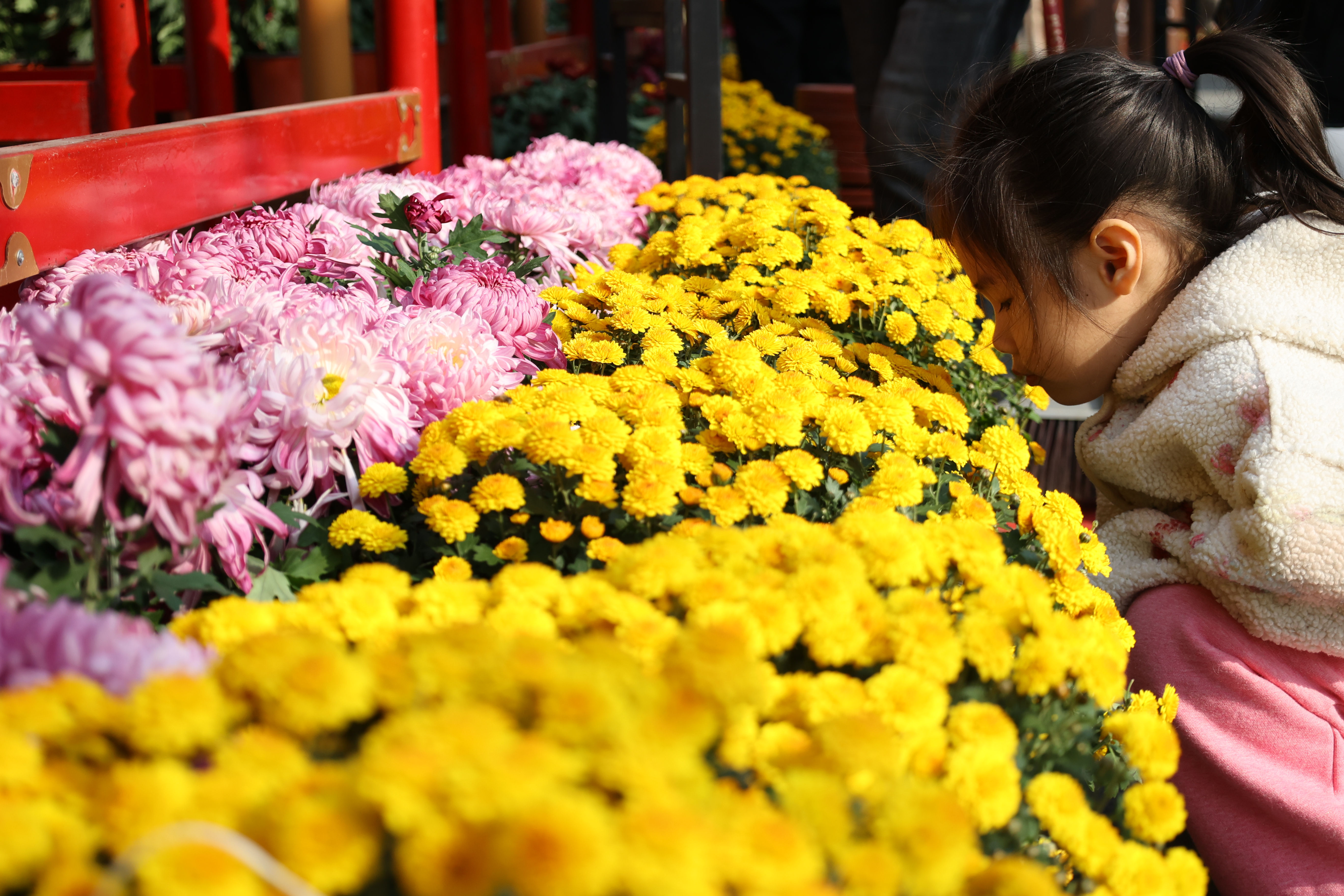 “只今秋色里，忍为菊花来。”眼下，我市被280万盆菊花装扮成花的海洋，一步一景、满城菊香，吸引八方游客纷至沓来，花海人潮相映成趣。 全媒体记者 石斐摄