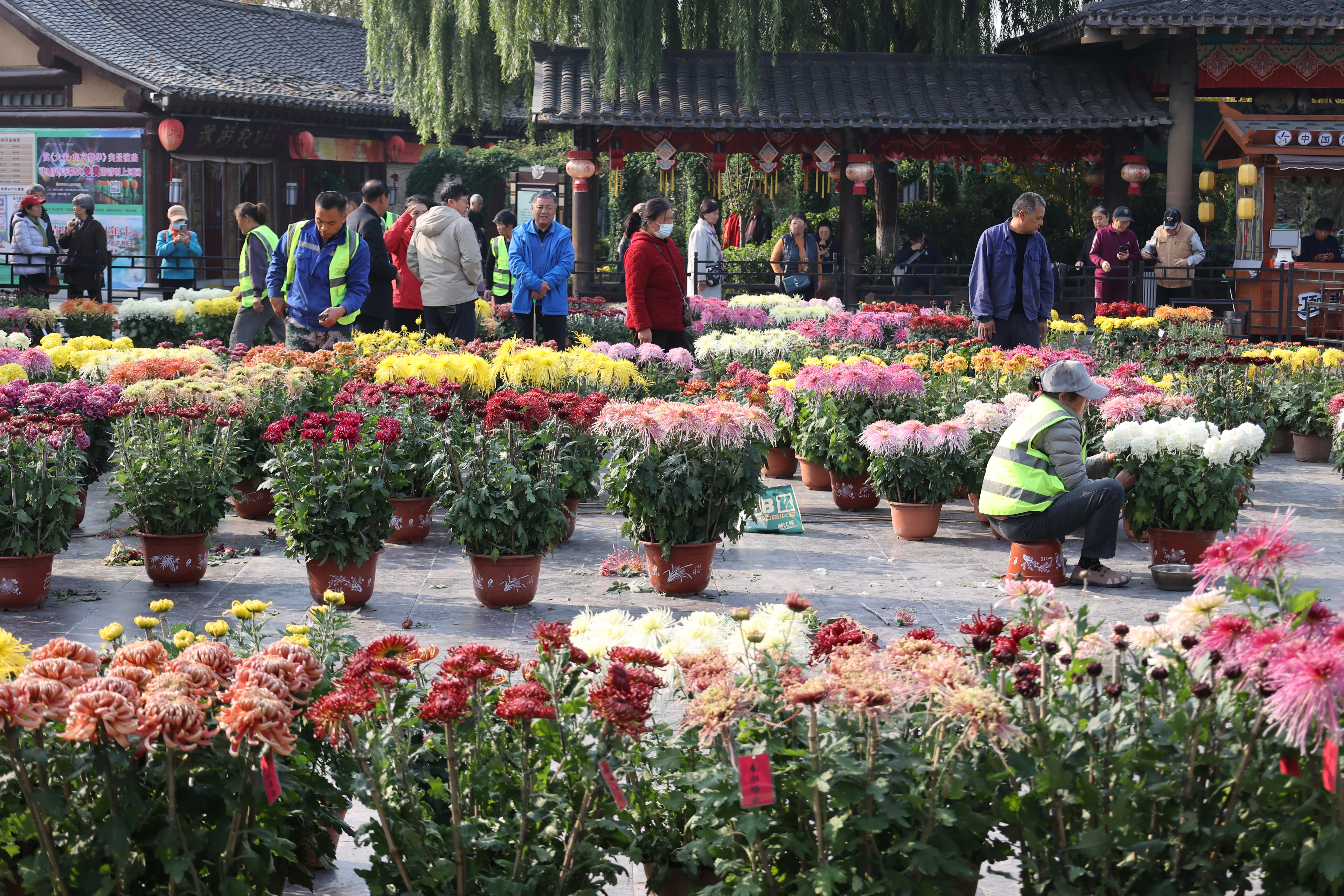 “只今秋色里，忍为菊花来。”眼下，我市被280万盆菊花装扮成花的海洋，一步一景、满城菊香，吸引八方游客纷至沓来，花海人潮相映成趣。 全媒体记者 石斐摄