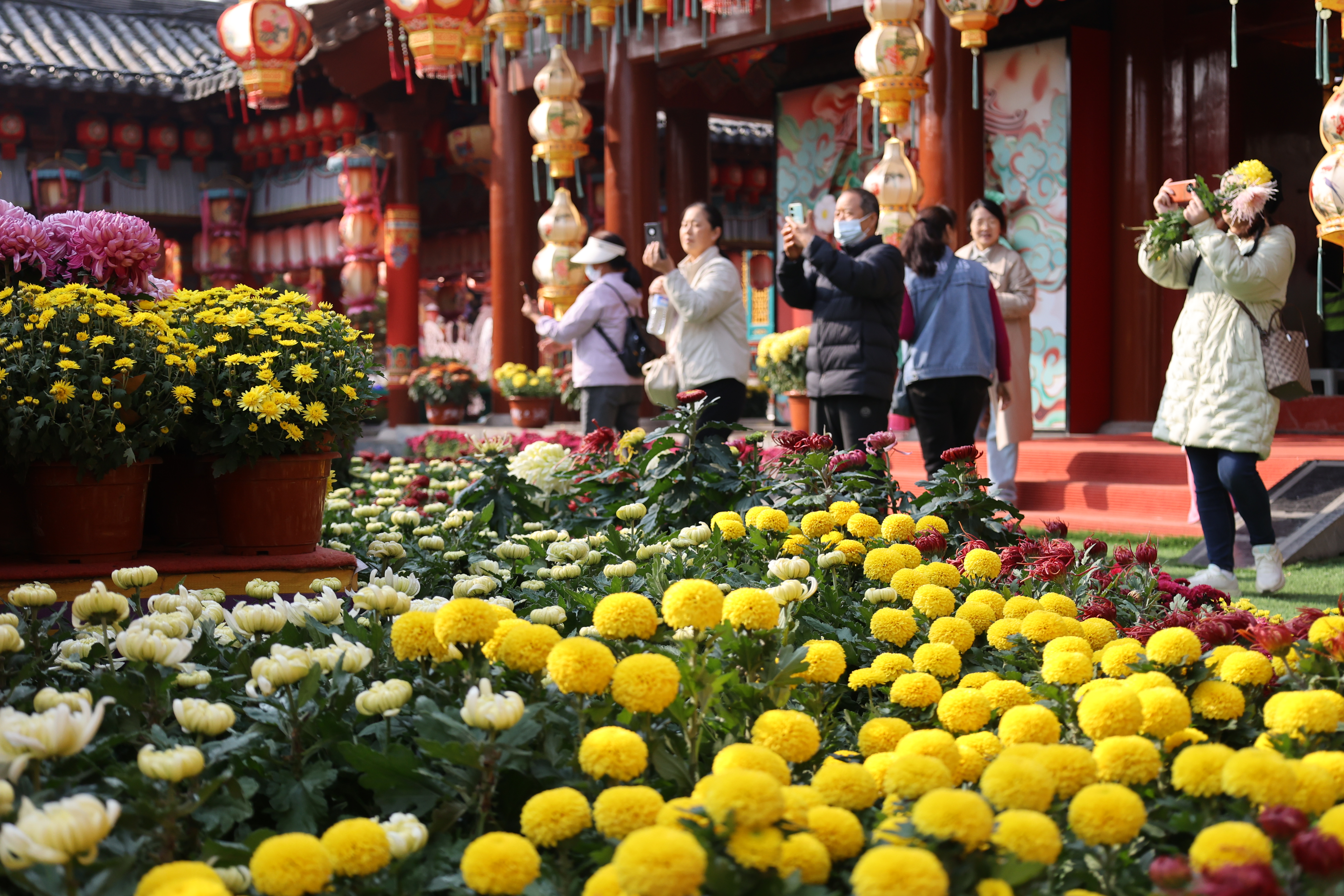 “只今秋色里，忍为菊花来。”眼下，我市被280万盆菊花装扮成花的海洋，一步一景、满城菊香，吸引八方游客纷至沓来，花海人潮相映成趣。 全媒体记者 石斐摄