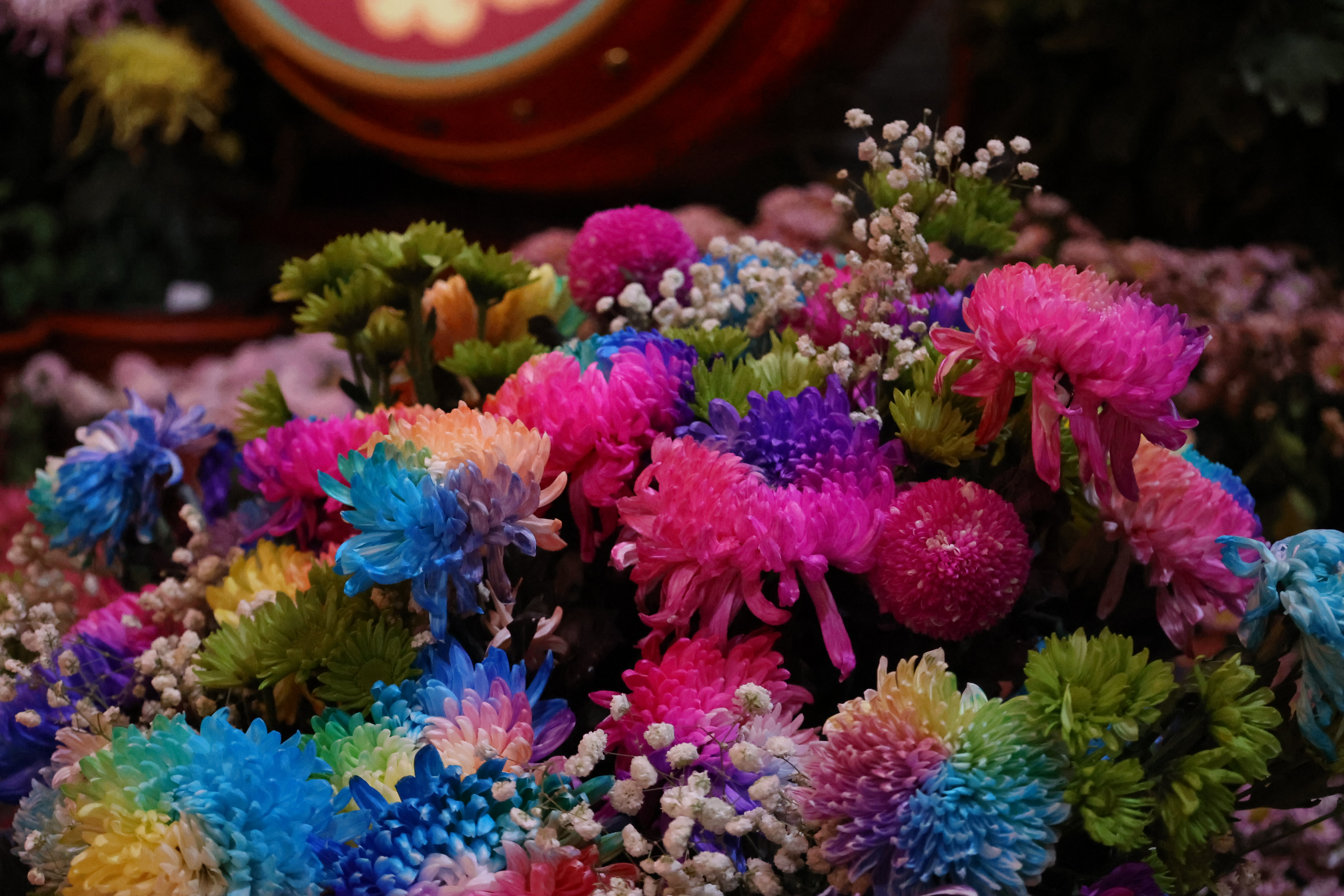 “只今秋色里，忍为菊花来。”眼下，我市被280万盆菊花装扮成花的海洋，一步一景、满城菊香，吸引八方游客纷至沓来，花海人潮相映成趣。 全媒体记者 石斐摄