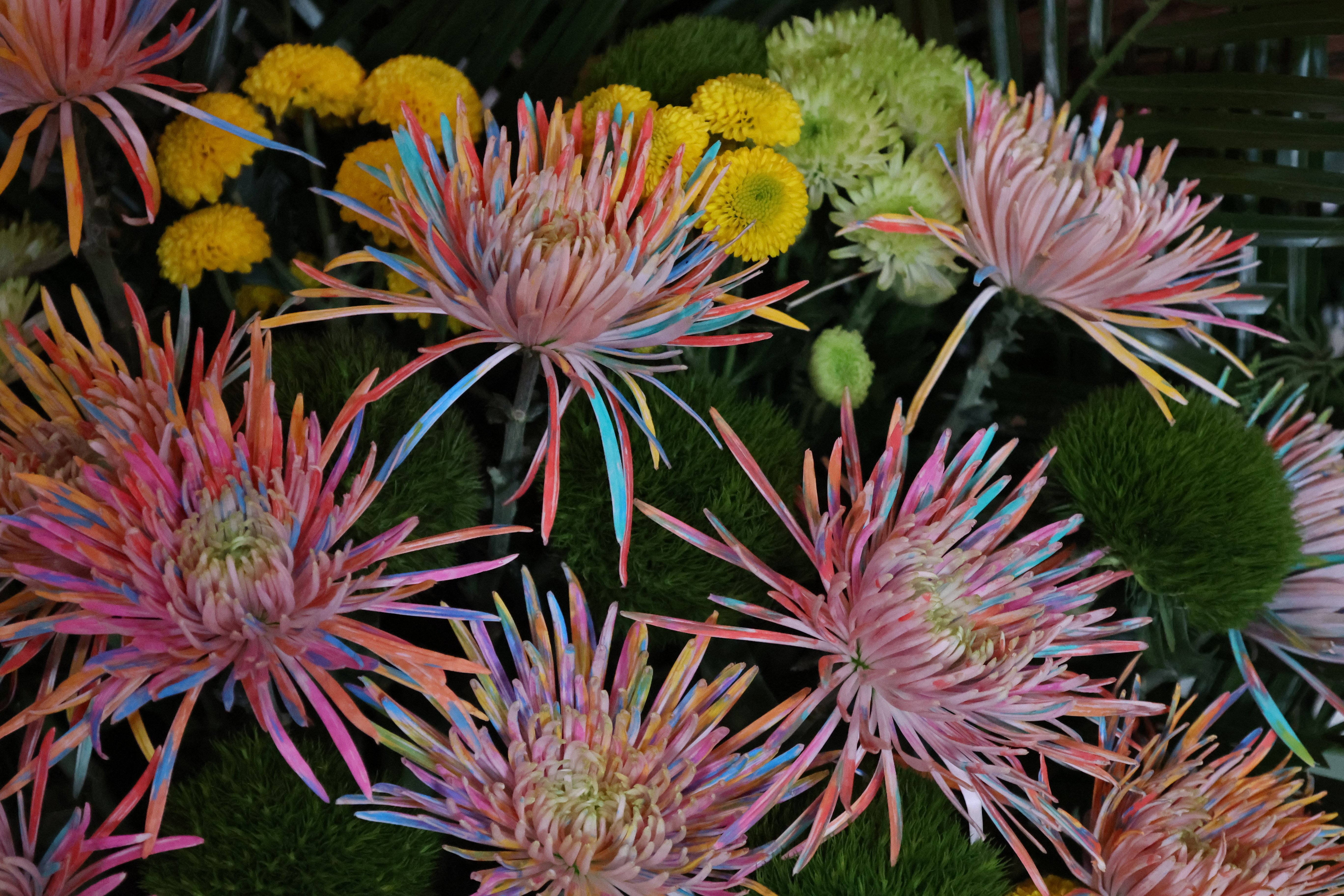 “只今秋色里，忍为菊花来。”眼下，我市被280万盆菊花装扮成花的海洋，一步一景、满城菊香，吸引八方游客纷至沓来，花海人潮相映成趣。 全媒体记者 石斐摄