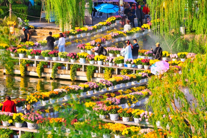 近日，开封各大景区的菊花竞相开放，菊香四溢，吸引游客前来欣赏游玩。全媒体记者李浩摄