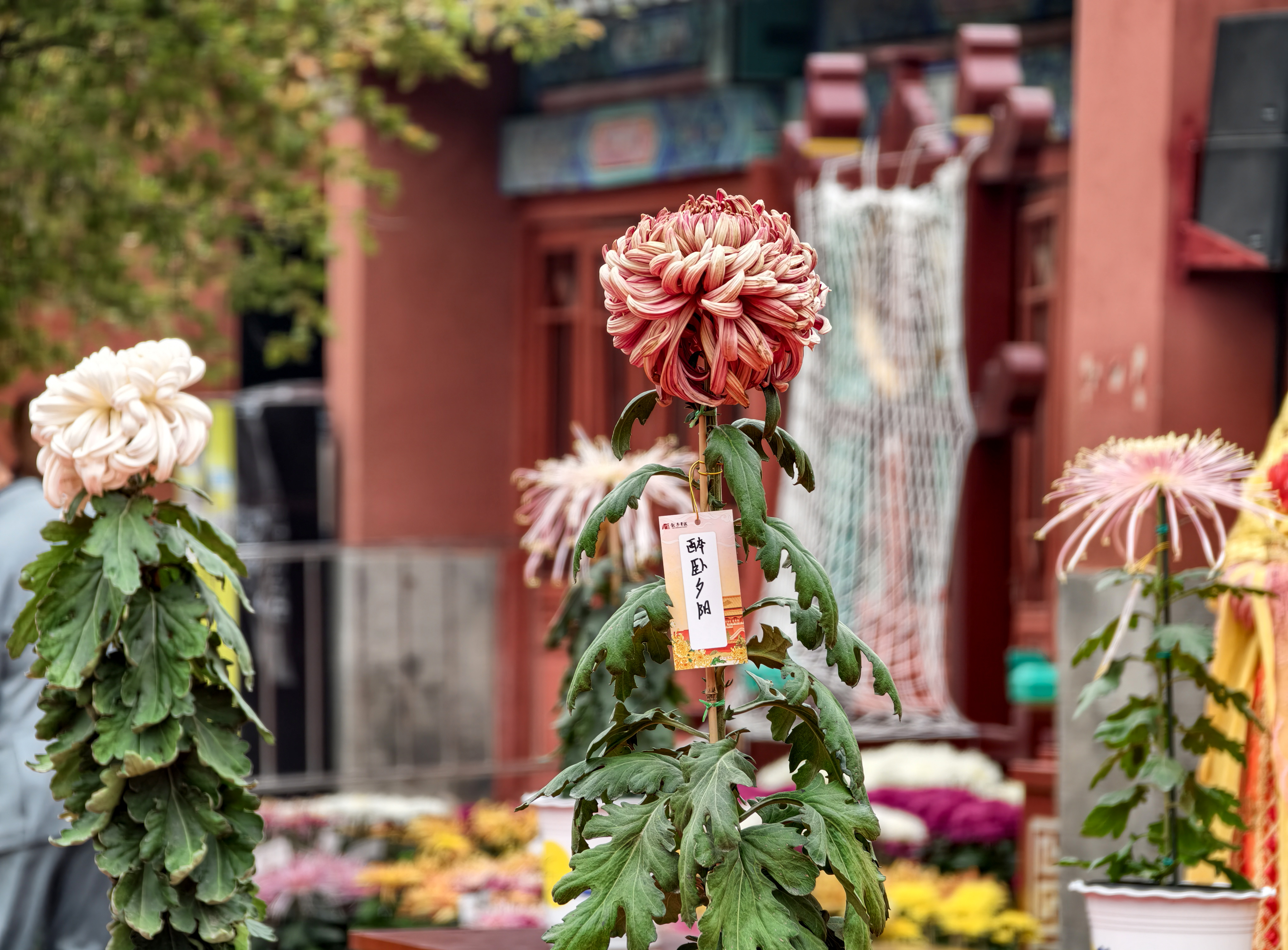 传承菊花文化，提升菊艺水平，10月16日，2026年菊王争霸赛在龙亭景区举行。全媒体记者 袁洋摄