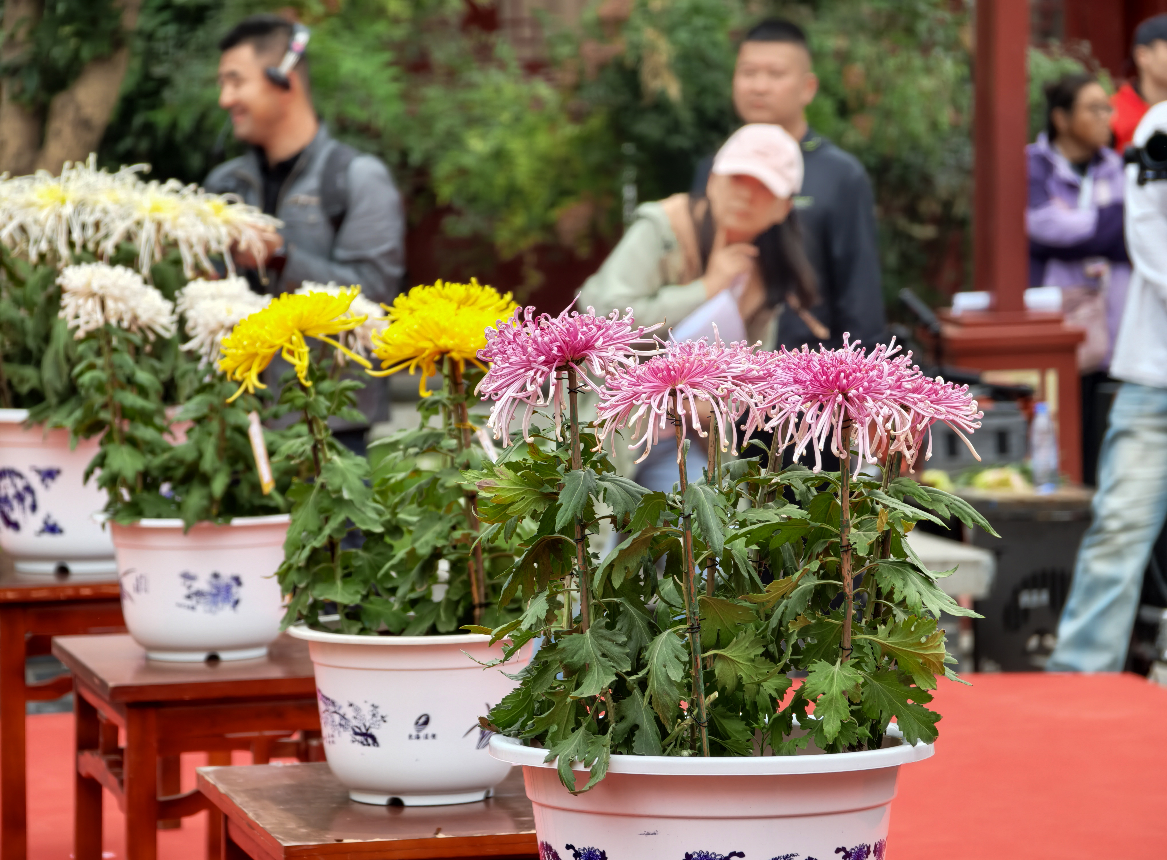 传承菊花文化，提升菊艺水平，10月16日，2026年菊王争霸赛在龙亭景区举行。全媒体记者 袁洋摄