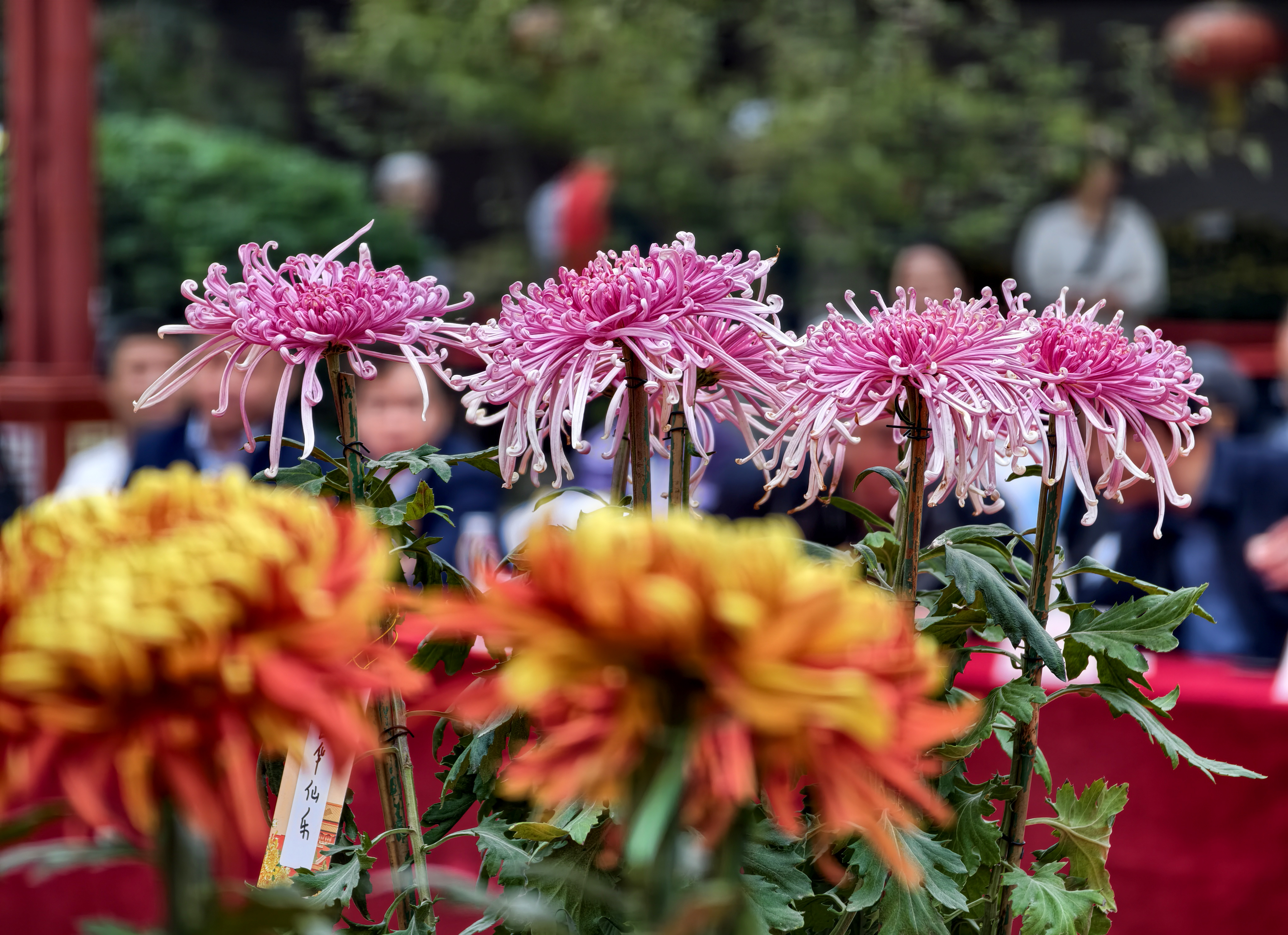 传承菊花文化，提升菊艺水平，10月16日，2026年菊王争霸赛在龙亭景区举行。全媒体记者 袁洋摄