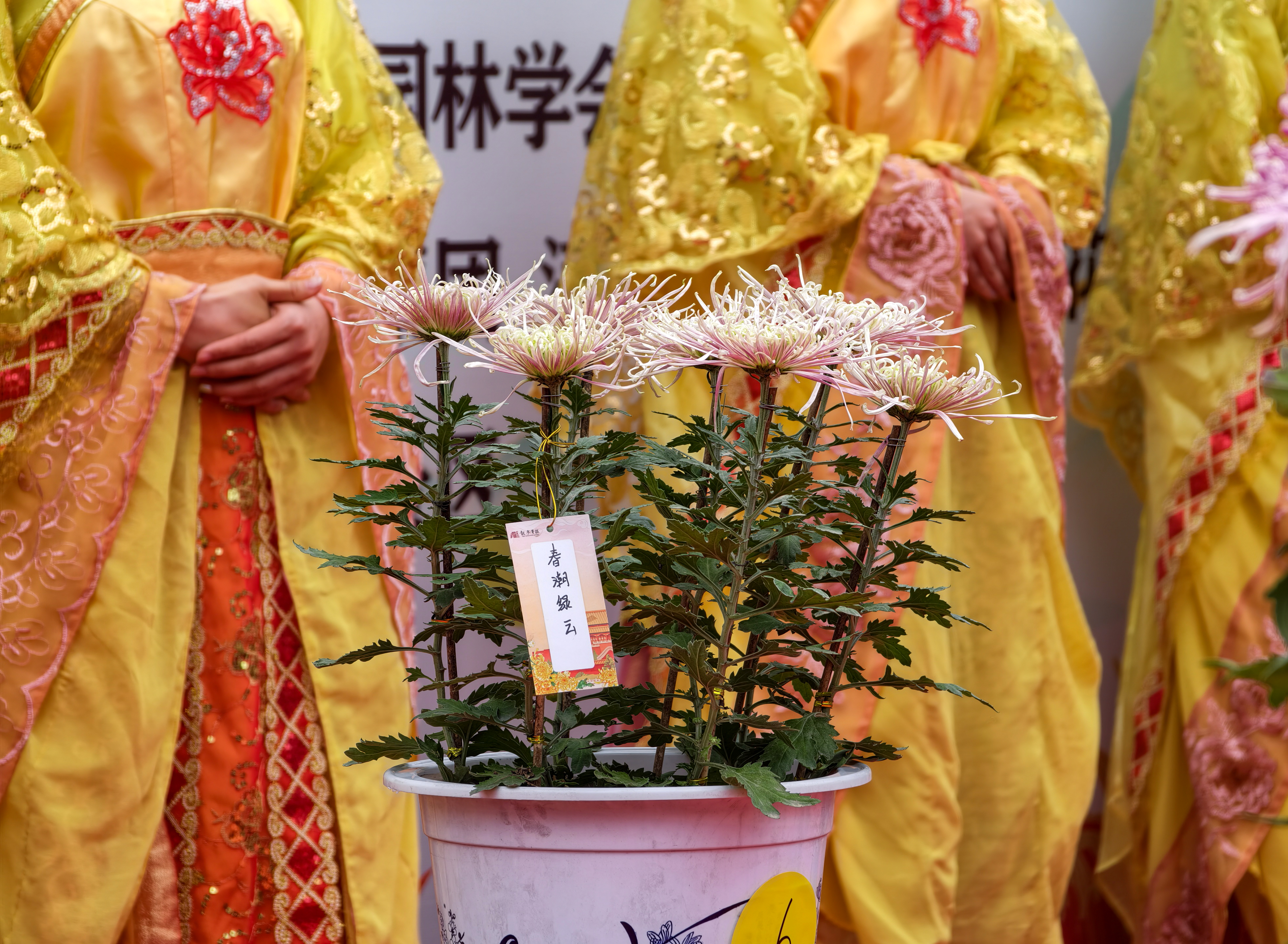 传承菊花文化，提升菊艺水平，10月16日，2026年菊王争霸赛在龙亭景区举行。全媒体记者 袁洋摄