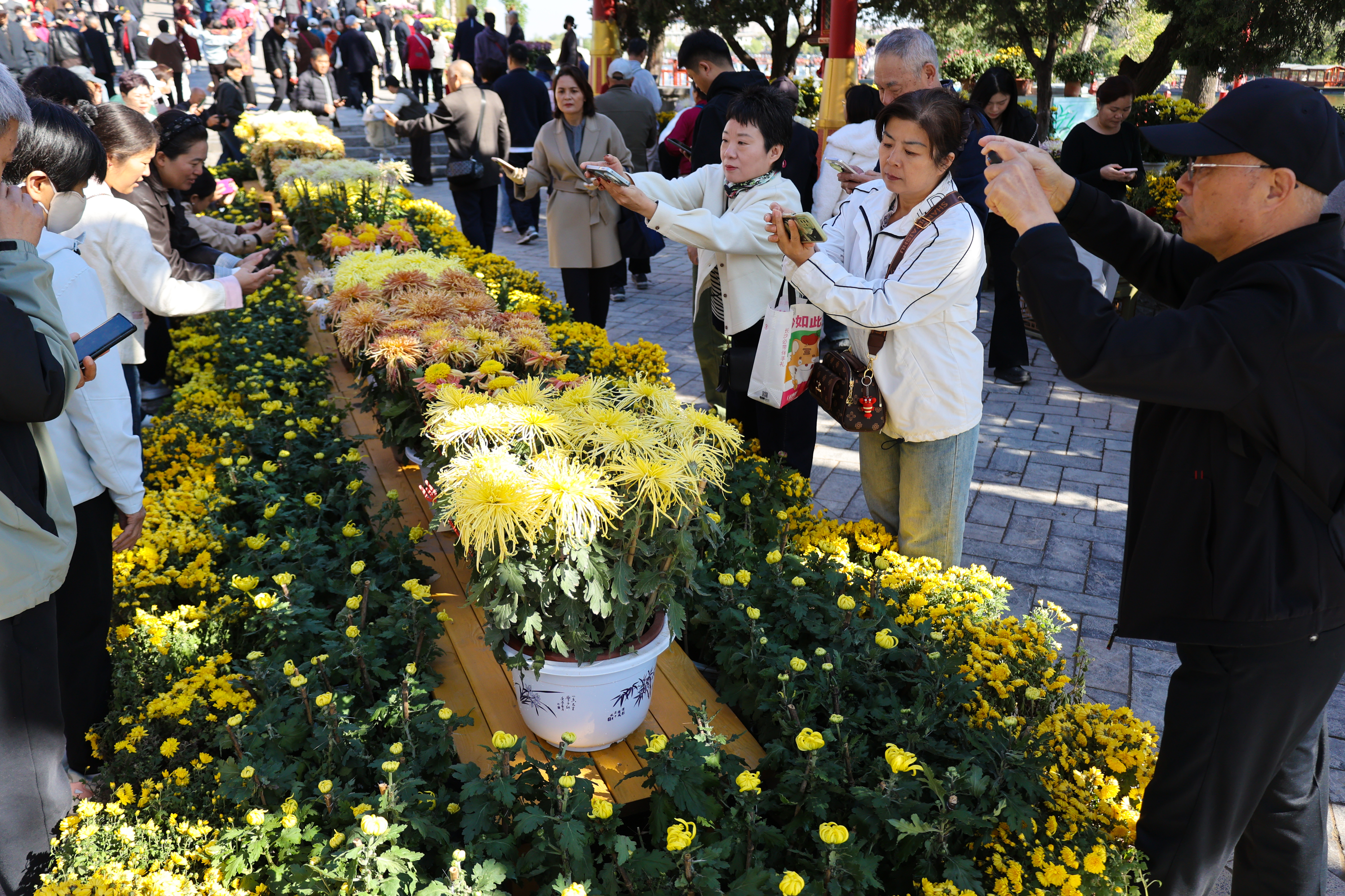 10月21日，古城开封天气晴好，不少游客来到景区游玩赏菊，乐享秋日好时光。全媒体记者 石斐摄