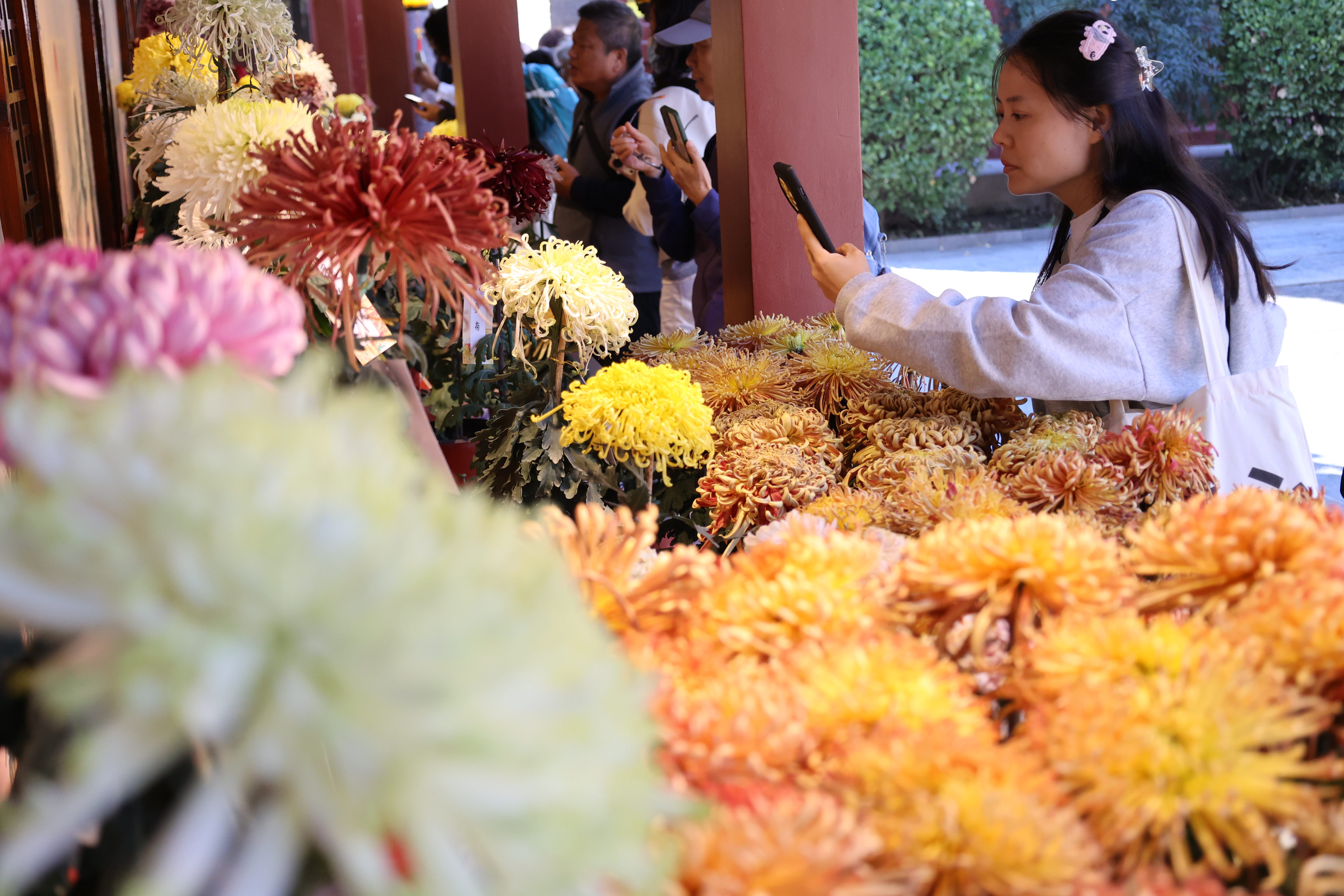 10月23日，不少游客来到古城赏菊，感受“城在花海中、人在画中游”的独特韵味。全媒体记者 石斐摄