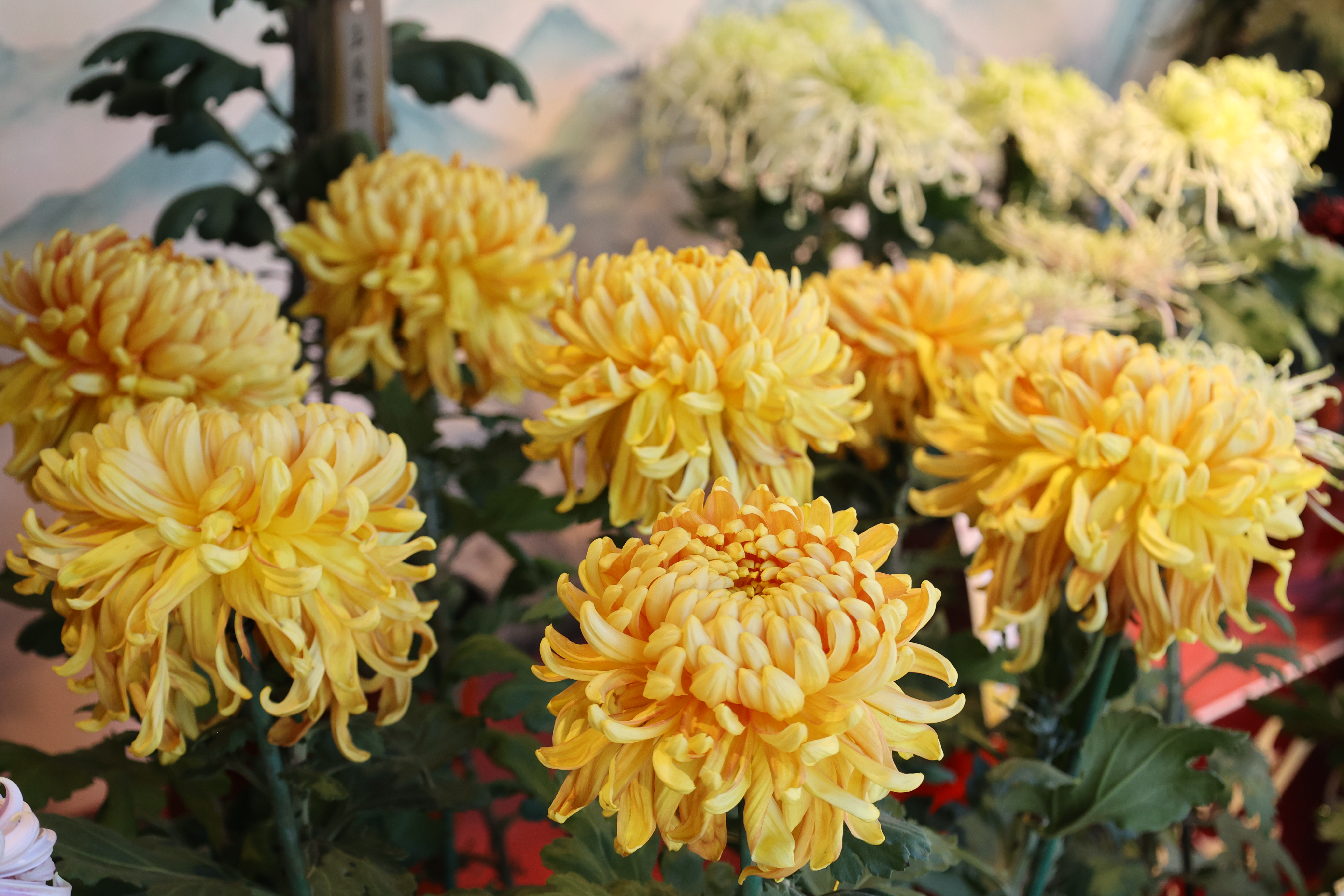 10月23日，不少游客来到古城赏菊，感受“城在花海中、人在画中游”的独特韵味。全媒体记者 石斐摄